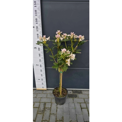 Różanecznik na pniu Rhododendron "Biały"